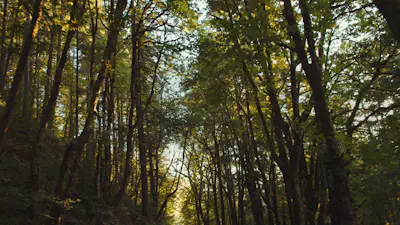 Forest Drive 03 | Church Motion Graphics