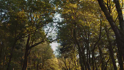 Forest Drive 01 | Church Motion Graphics